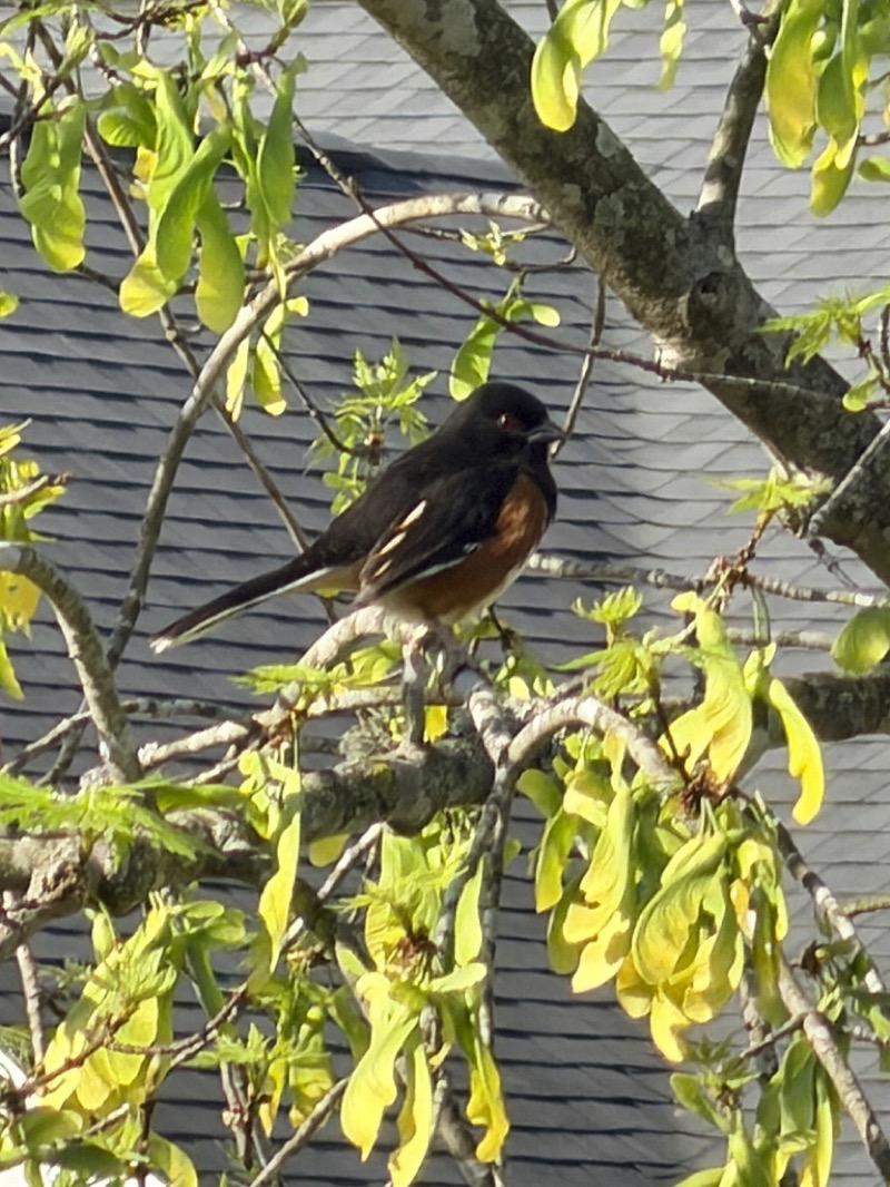 The birds are here and they are beautiful